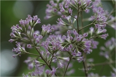 Vernonia shevaroyensis